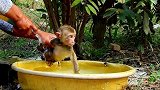 小猴卡卡洗澡时狗子都要跟过来，小猴吓哭