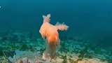 神奇的海洋世界，这是什么海底生物，第一次见到太漂亮了！