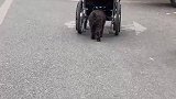 怎么有这么懂事的狗狗,用头推着轮椅主人前进