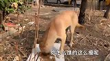 三条腿的流浪狗，瘦成皮包骨，给点吃的竟如此感恩，太通人性了