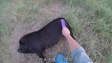 猪的“指甲”很珍贵以前居然都扔了，估计养猪的都后悔死了
