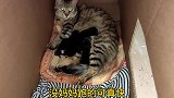 每天最治愈的事就是看猫妈妈喂孩子了