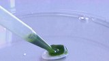 科学家发明藻类人造皮肤，可以快速令伤口愈合，就是有点绿