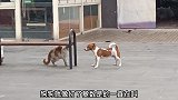 流浪狗流浪猫，猫咪是不是打不过狗狗呢