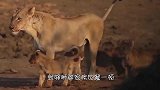 狮群猎杀水牛，即将成功的时候意外发生，镜头拍下全过程