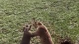 草原上的土拨鼠，为了美女互相打架，下一幕看完不许笑！