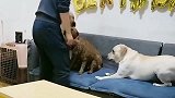 赛文四周岁生日会，婆媳大战再次上演，场面失控