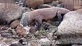 巨蜥海边发现大海贝，直接来个一口吞，满嘴肥肉太满足了