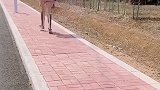 发生了什么事？吓我一跳搞笑