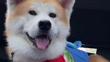 狗狗我呀今天去相亲了，媒婆要都这种业务能力，世间再无单身狗