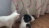 白猫：这傻子在干嘛呢，我这么大一只喵都看不见，该治了