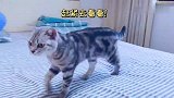 下暴雨没关窗家里进水，猫咪急得跳脚，猫：铲屎的快起来啦
