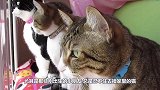 一匹被猫咪征服的马！要是一天不撸猫，它都不会好好吃草了