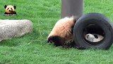 熊猫宝宝彩浜“电量”已充满，躺草地上玩轮胎，自娱自乐嗨到飞起