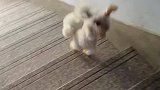 宠物犬下楼有绝技