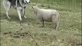 小羊把二哈看成了狼，如此凶猛！二哈：闹嘞咋还急眼。