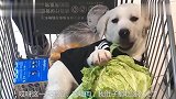 搞笑配音：单身太久，挖掘机都开始虐狗