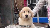 赛级金毛强势来袭，狗界模特自带气场，真是太漂亮啦