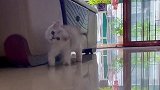 当这首音乐响起，狗狗猫咪走出六亲不认的步伐，笑到停不下来