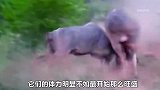 两只捻角羚为争夺配偶，展开激烈厮杀，结果却被母狮趁虚而入