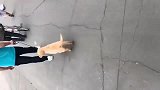 金毛去不了酒吧，在主人身后蹦个迪也好
