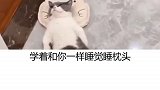 和人类一起长大的猫咪，你会怀疑你的猫是人变的 猫主子的日常