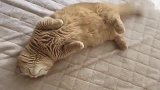 橘猫：不要碰我，好不容易长出的肉，一会儿让你一碰都白长了