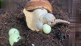 原来蜗牛这样下蛋