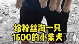 给粉丝淘一只1500的小柴犬