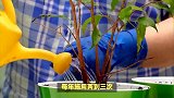 紫檀树的养殖方法和注意事项