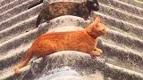 猫：特殊时期，咱们还是离得远一点，免得传染！