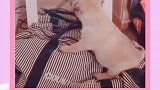 丑萌丑萌的巴哥犬，你爱了吗