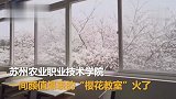 最美“樱花教室”上线 网友：让人还怎么安心学习