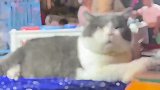 猫猫看见了什么，眼睛都亮了