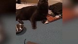 小黑猫真搞笑，摇头看天的表情太萌了，好想拥有它！