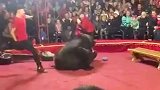狗熊也是有脾气的，拒绝动物表演