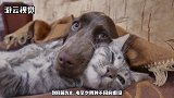 猫在高处往下跳的时候，为啥脚都先着地？不信的可以试一下