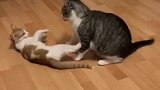 猫：敢打我，我可是练过摔跤的！
