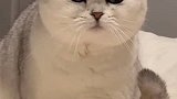小公猫才有的大圆脸，你这小姑娘也吃出来了