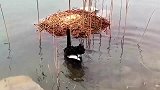 黑天鹅在窝里找到一个坏蛋，直接把它丢进了水里！