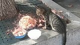 陷入沉思，野猫没这么多讲究