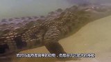 鳄鱼一时贪吃捕猎小河马，却没想遭到灭顶之灾