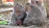 猴子宝宝舍不得离开猴妈妈，它还没有断奶
