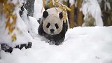 天降大雪！大熊猫的生活又多姿多彩了