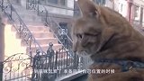 橘猫坐火车，发现座位被抢走，瞬间发飙，猫：你给我下来