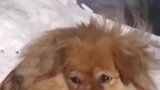 狗狗原地等待去世主人五年，堪称现代版忠犬八公