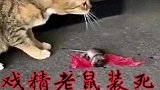 戏精老鼠装死，假装自己被风吹走了，这演技简直一百分！
