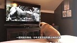 美女与野兽，给斗牛犬看金刚，小狗狗会有什么反应