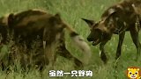 非洲野狗，一个不容小觑的猎手，鬣狗，花豹，狮子，鳄鱼谁都干