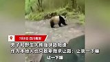 四川男子与野生大熊猫狭路相逢，卑微恳求让路：我本地的，让一下嘛
